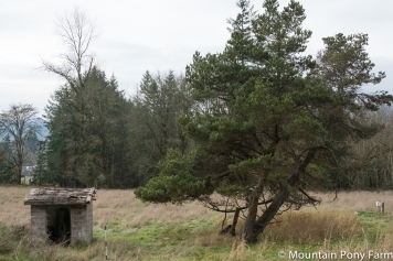 The old well house and pine in the pasture